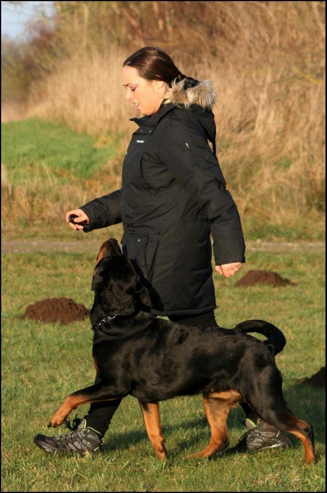 Rottweiler Lijepo´s Deedee - Lydighed 3 år billede 1