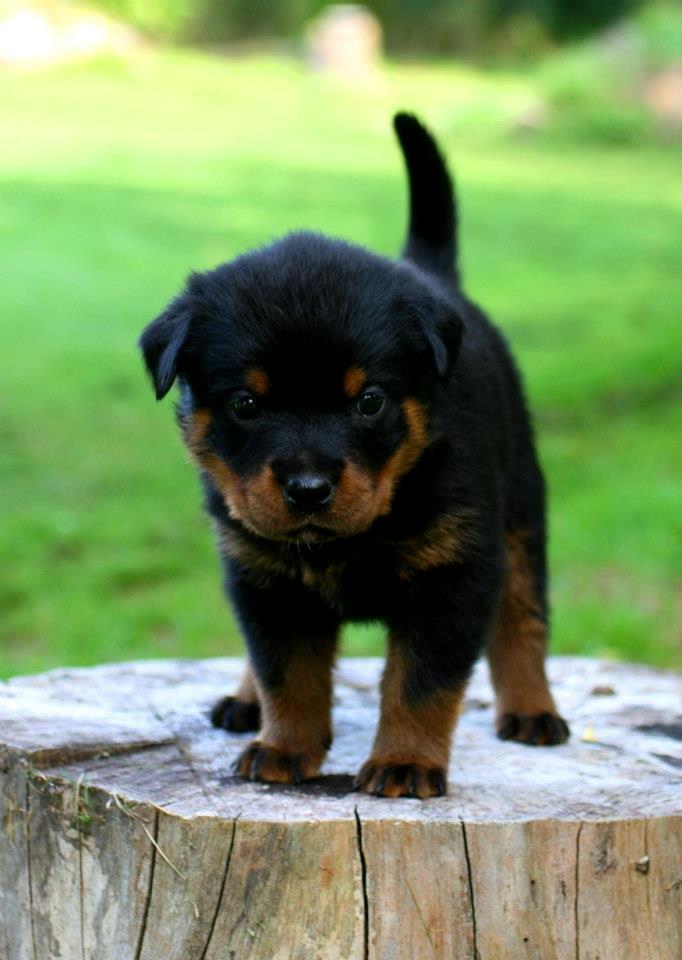 Rottweiler Lijepo´s Deedee - Deedee 4-5 uger billede 6