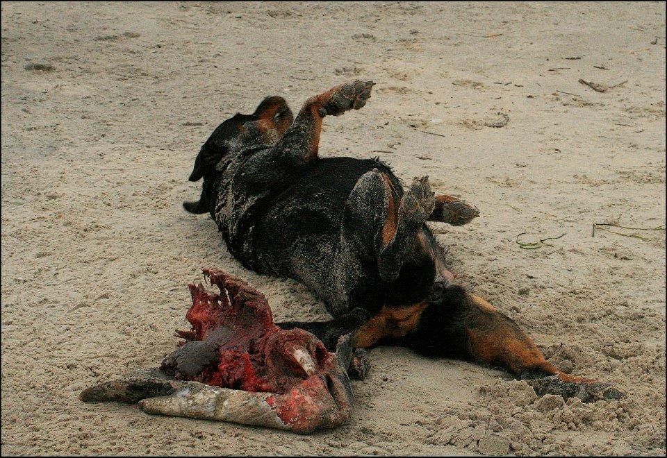 Rottweiler Lijepo´s Deedee - Elsker, at rulle sig i ildelugtende ting, her et dødt marsvin billede 14