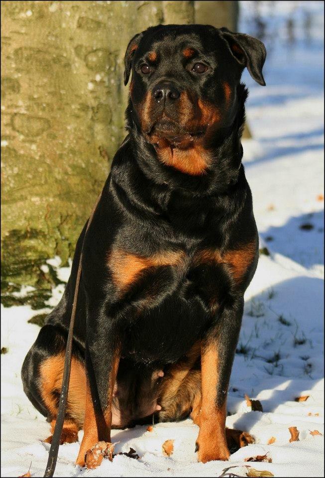 Rottweiler Lijepo´s Deedee - Vinter 2012/13 billede 13