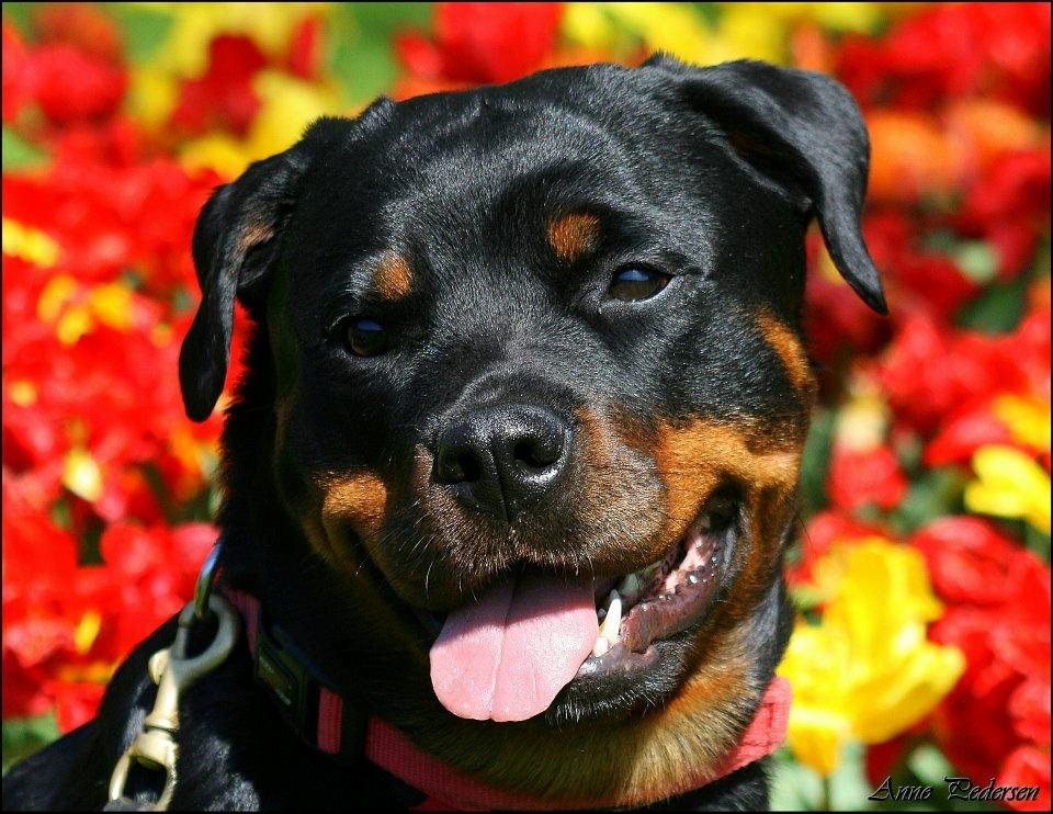 Rottweiler Lijepo´s Deedee - Sommer 2012 billede 9