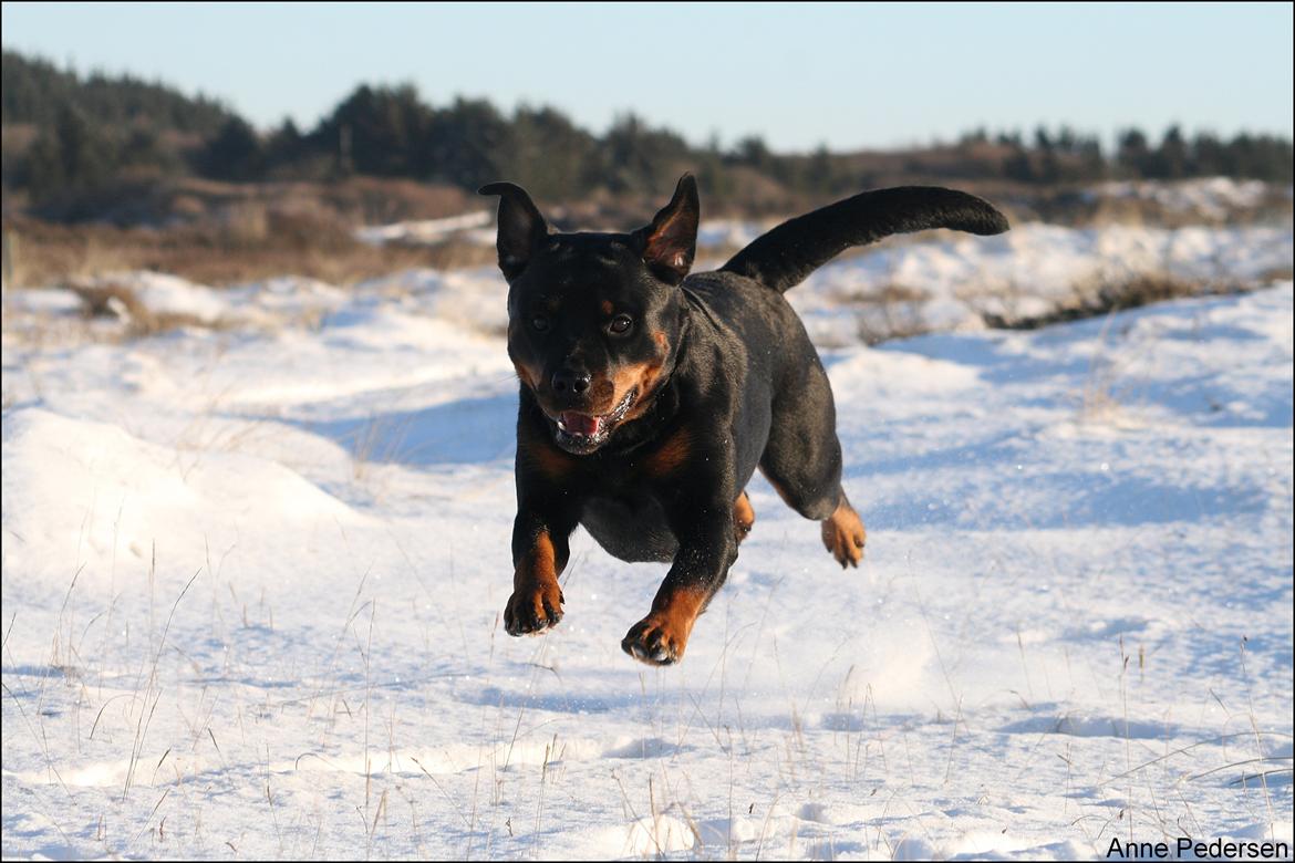 Rottweiler Lijepo´s Deedee - Vinter 2013 billede 7