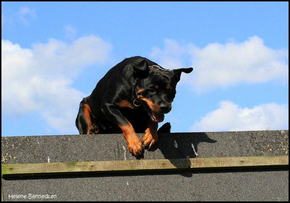 Rottweiler Lijepo´s Deedee - På vej efter apporten billede 10