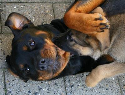 Rottweiler Lijepo´s Deedee - Da Aya lige var flyttet ind, de har været venner lige siden :-) billede 11