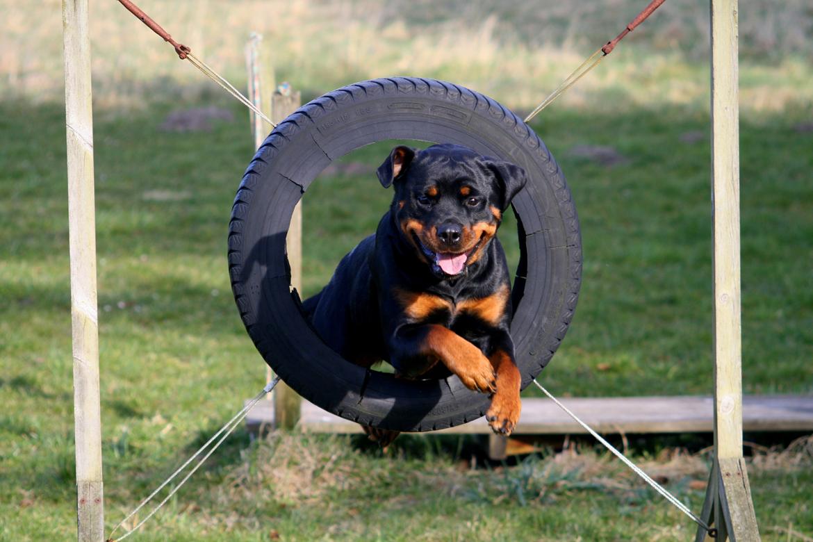 Rottweiler Lijepo´s Deedee - Sjov på agillitybanen billede 15