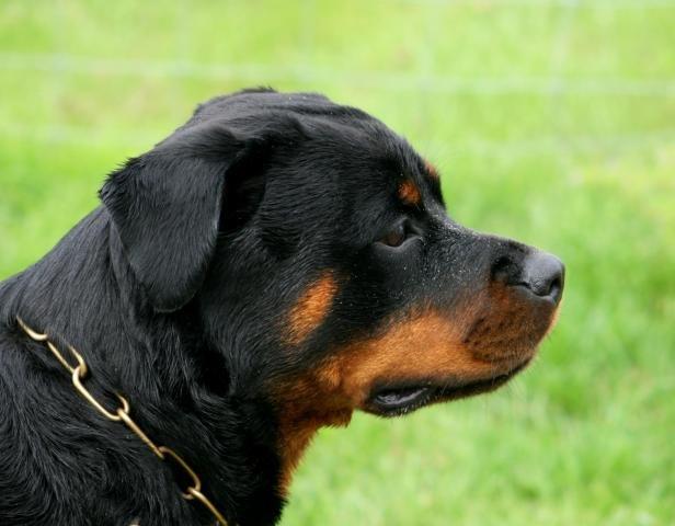 Rottweiler Lijepo´s Deedee - Profil billede 16