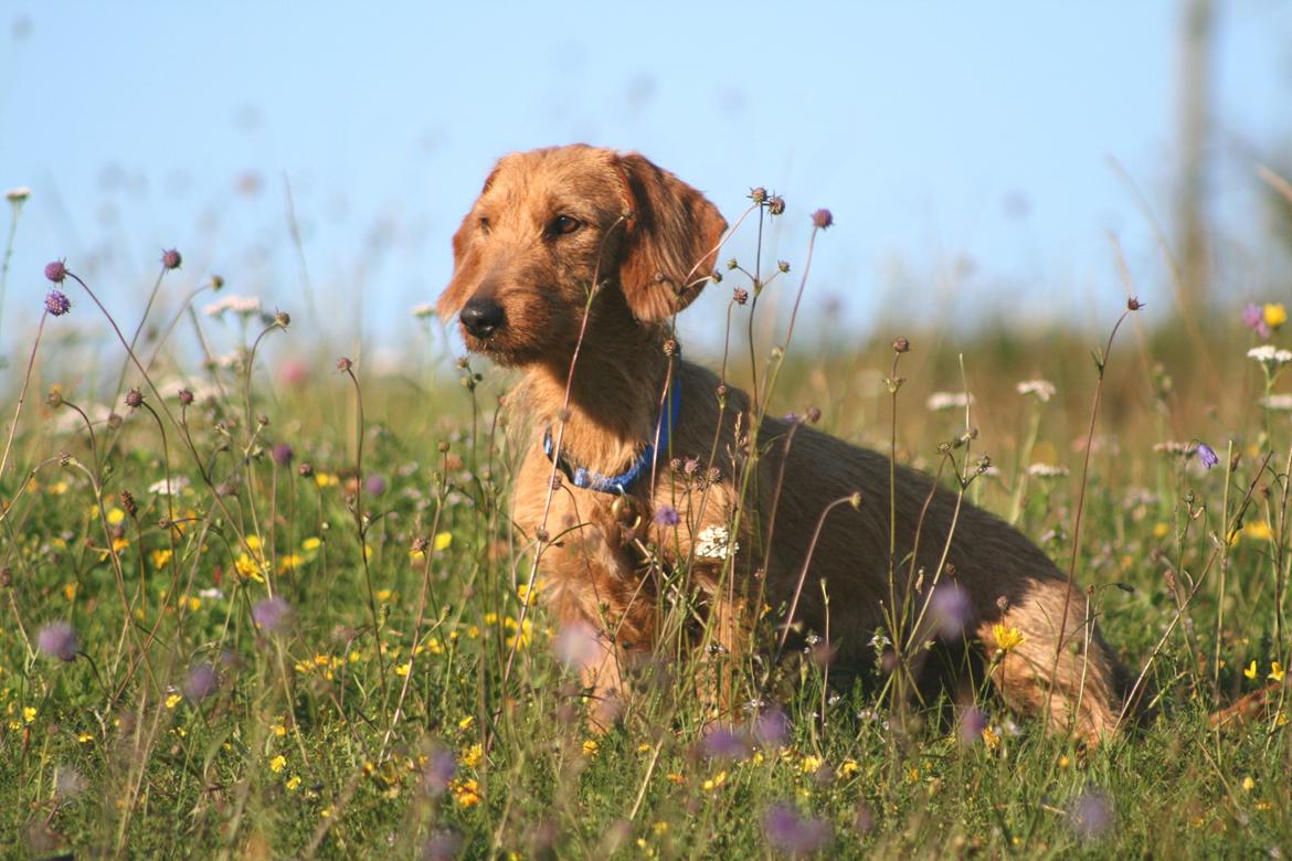Gravhund Sønderskoven's K-Cocio billede 17