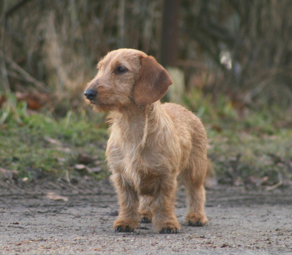 Gravhund Sønderskoven's K-Cocio billede 19