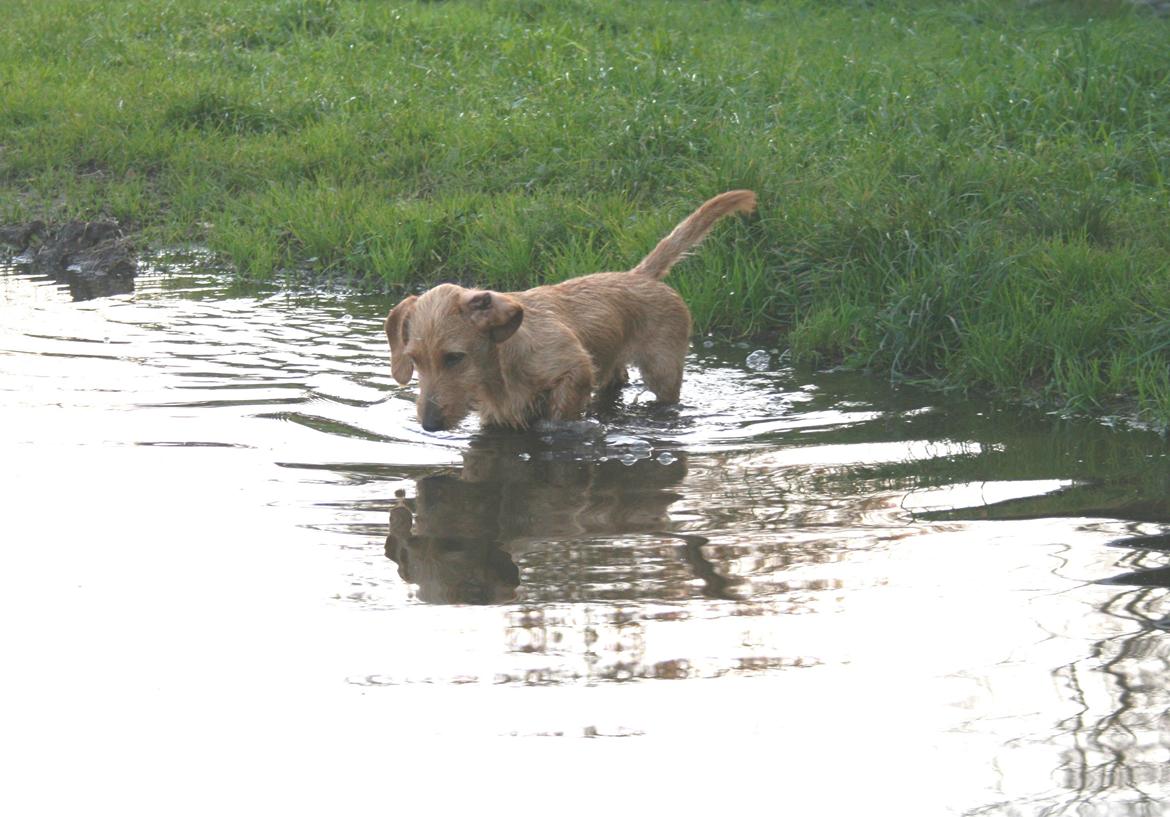 Gravhund Sønderskoven's K-Cocio - Cocio i hendes rette element. :)  billede 20