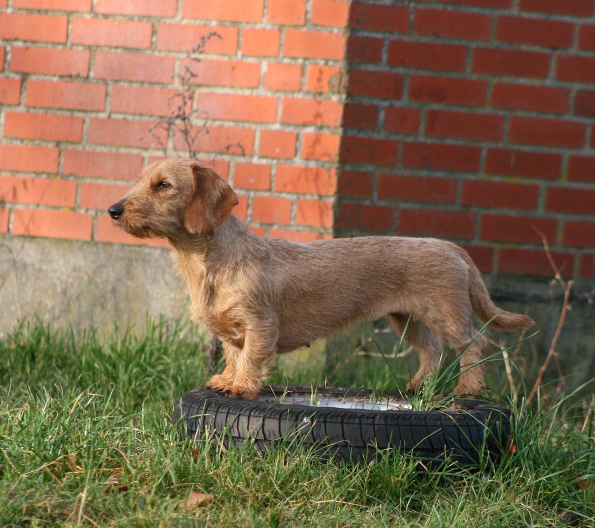 Gravhund Sønderskoven's K-Cocio billede 2