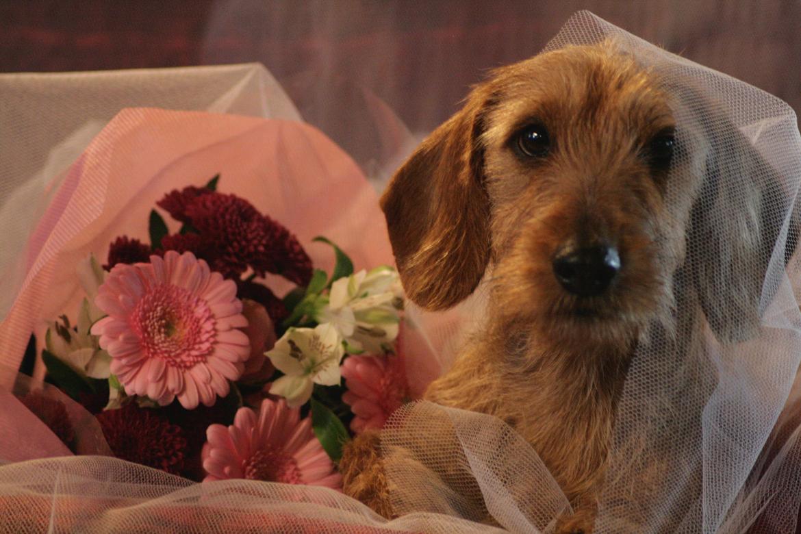 Gravhund Sønderskoven's K-Cocio - Cocio som "brudepige" til min bror og svigerindes bryllup.  billede 21