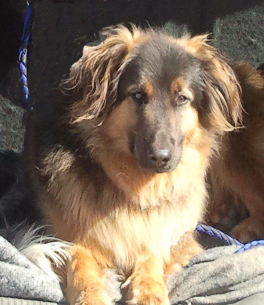 Blanding af racer Valter billede 11