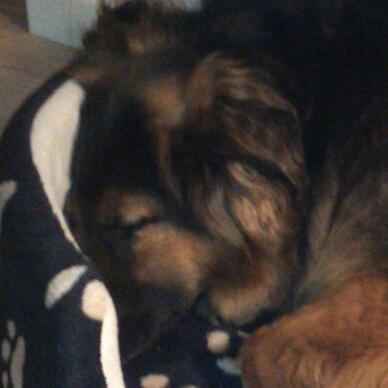 Blanding af racer Valter - Træt efter endnu en god dag - så en lur i kurven :-) billede 19