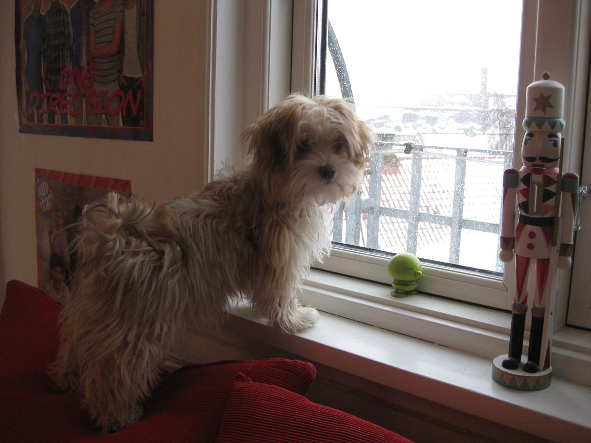 Bichon havanais Molly - elsker at kigge ud ad vinduet. billede 11