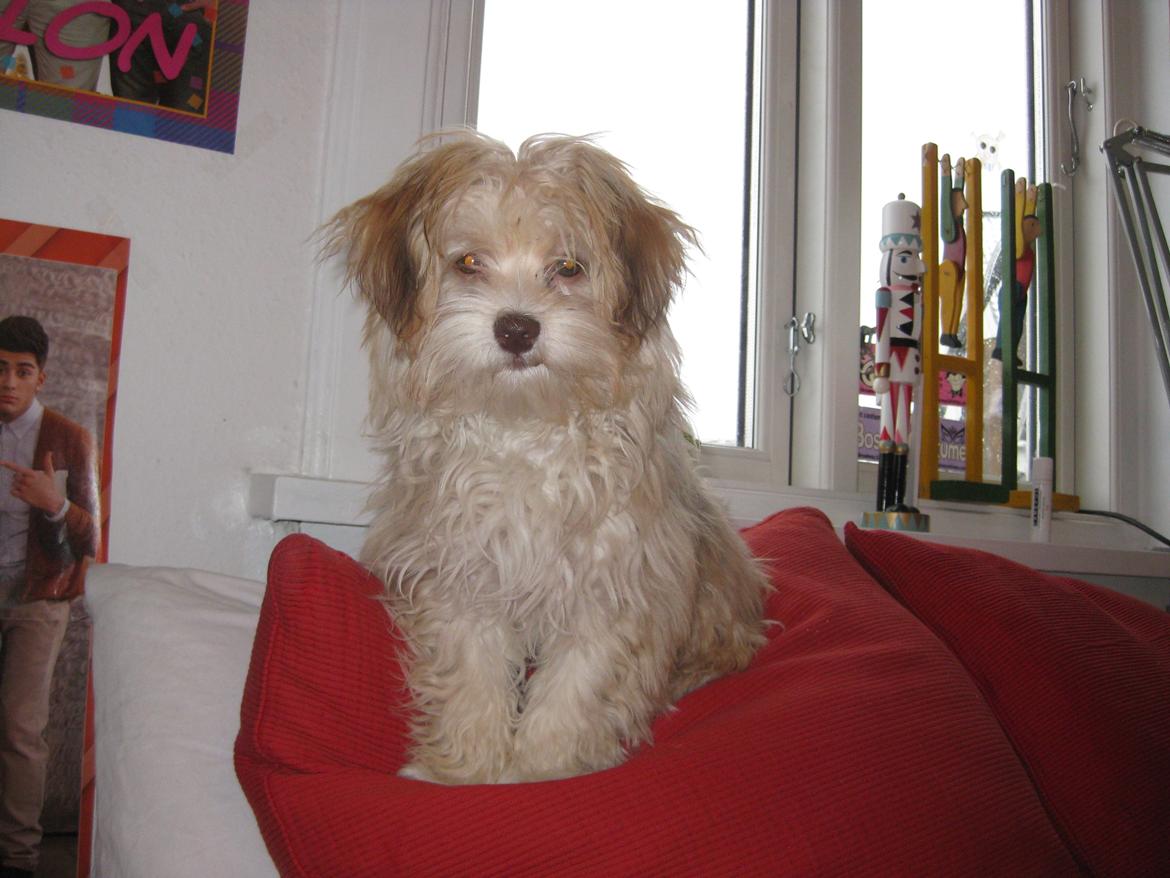 Bichon havanais Molly billede 12