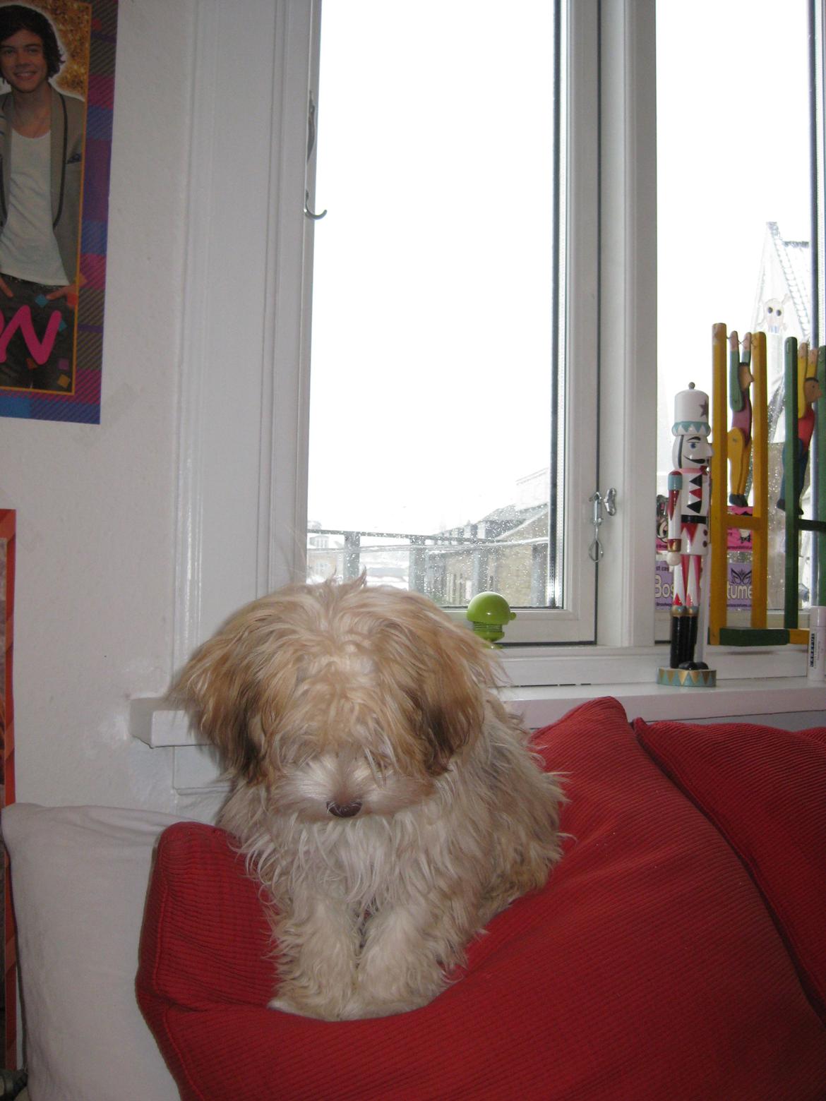 Bichon havanais Molly billede 13