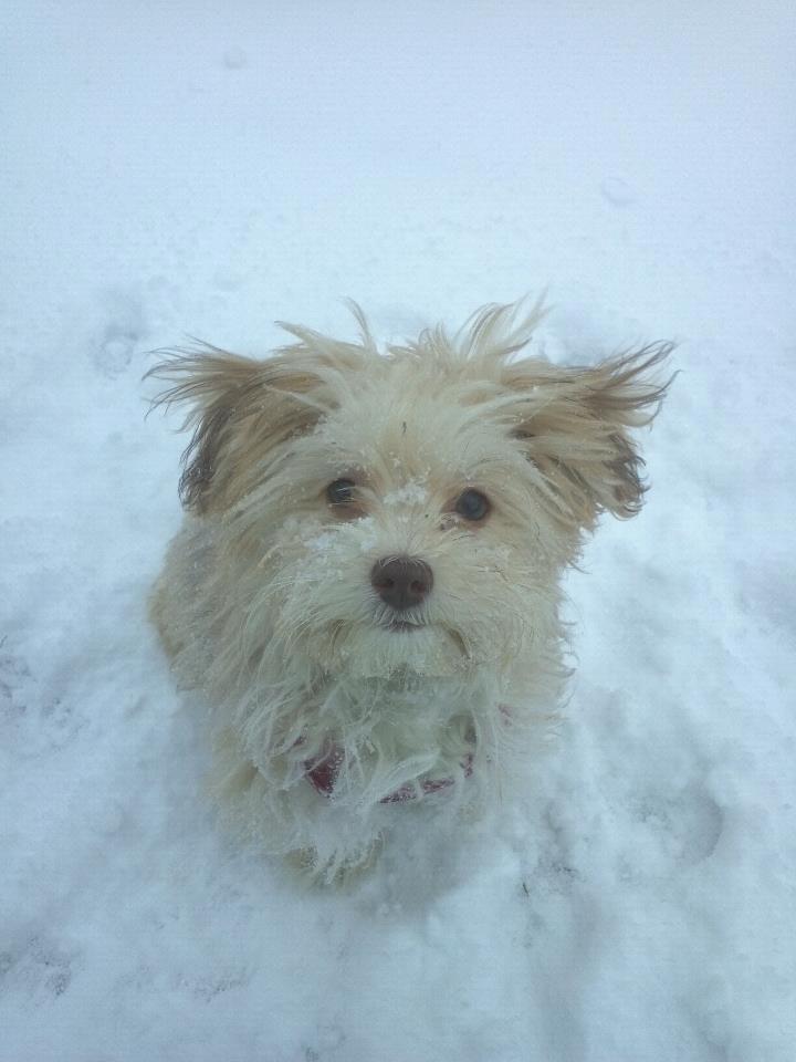 Bichon havanais Molly - jeg elsker sne!! billede 2