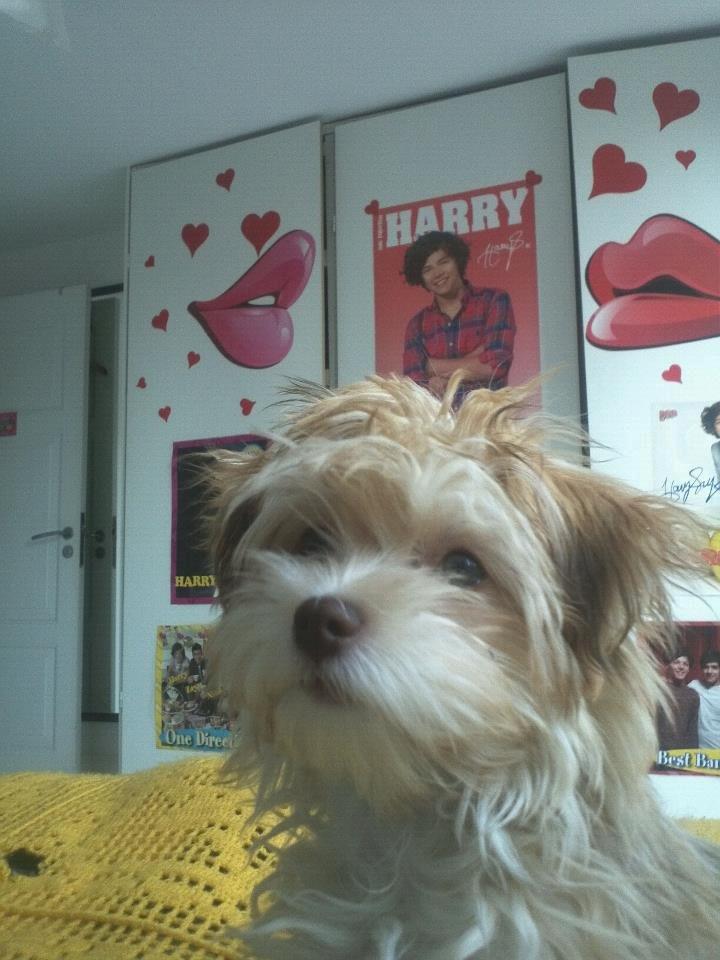 Bichon havanais Molly - dreaming dog. billede 14