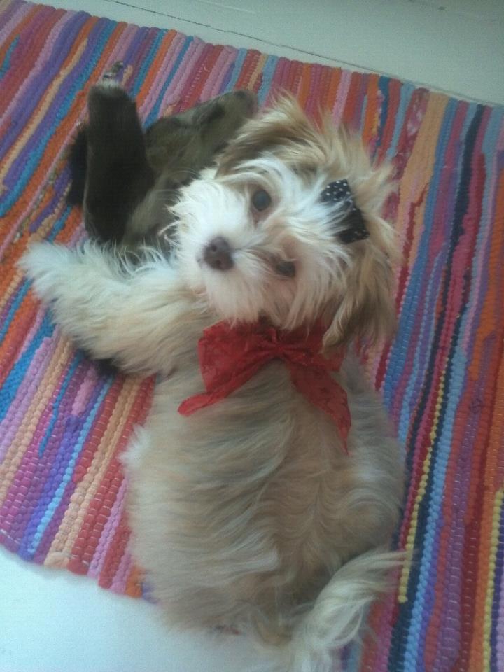 Bichon havanais Molly - fin til juleaften. billede 15