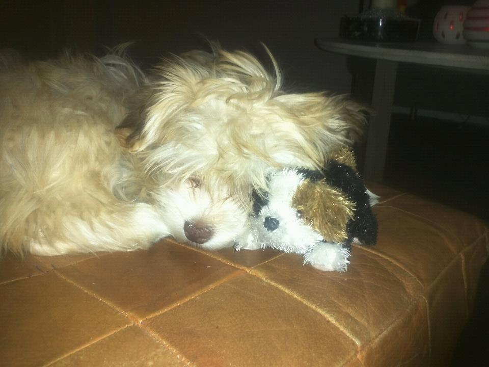 Bichon havanais Molly - elsker min bamse. billede 16