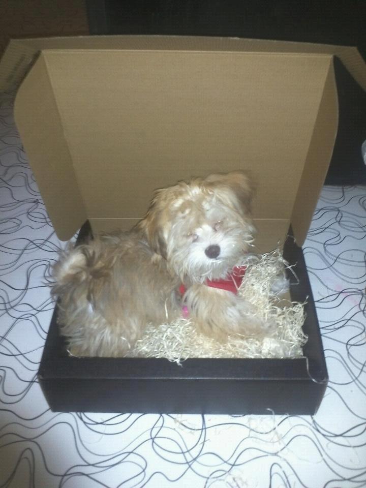 Bichon havanais Molly - merry cristmas. billede 17