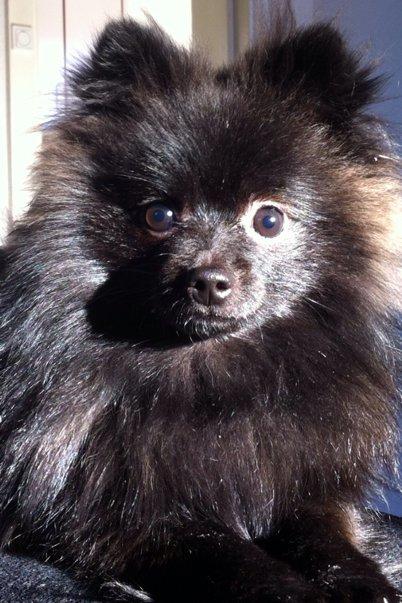 Pomeranian Chica billede 1