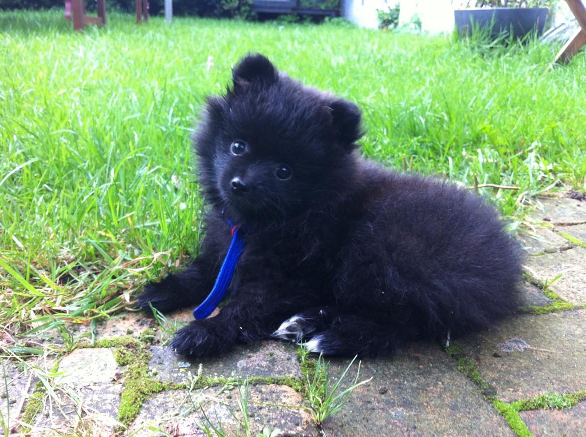 Pomeranian Chica billede 2