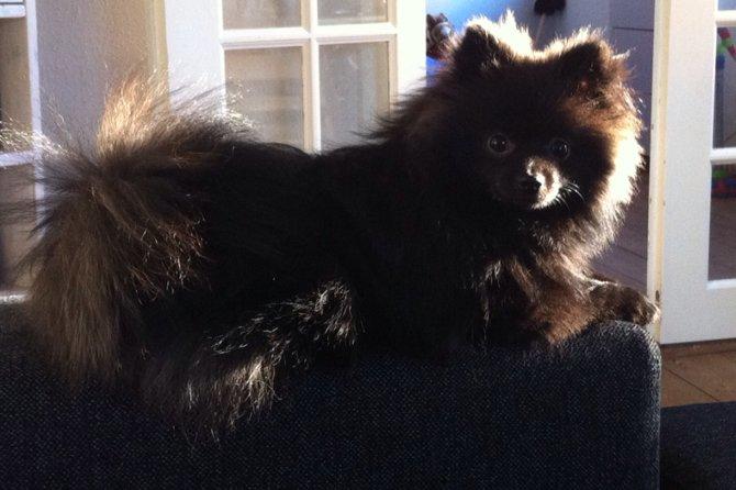 Pomeranian Chica billede 3