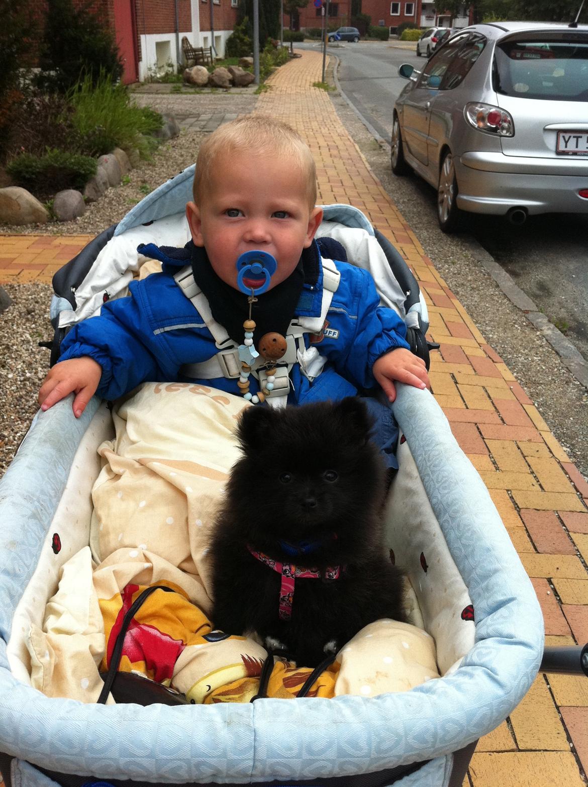 Pomeranian Chica billede 4