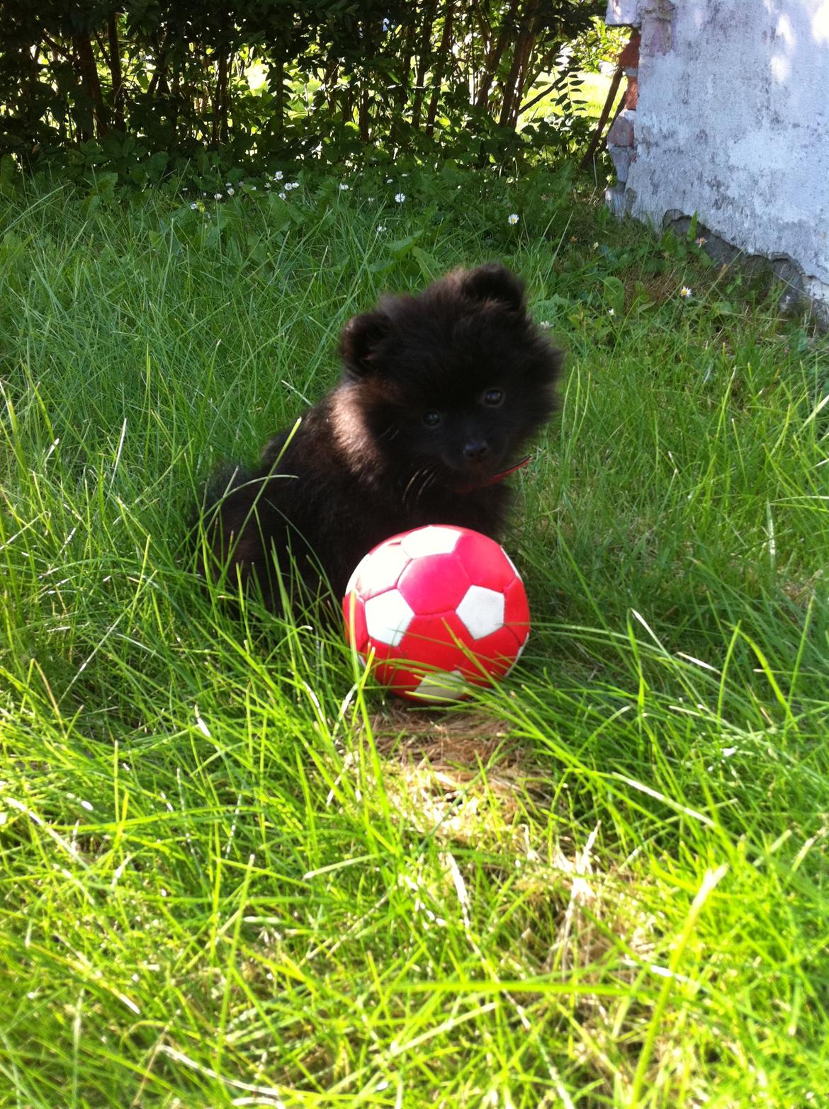 Pomeranian Chica billede 5