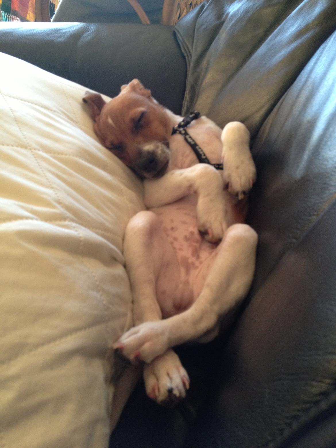 Dansk svensk gaardhund Kato <3 billede 16