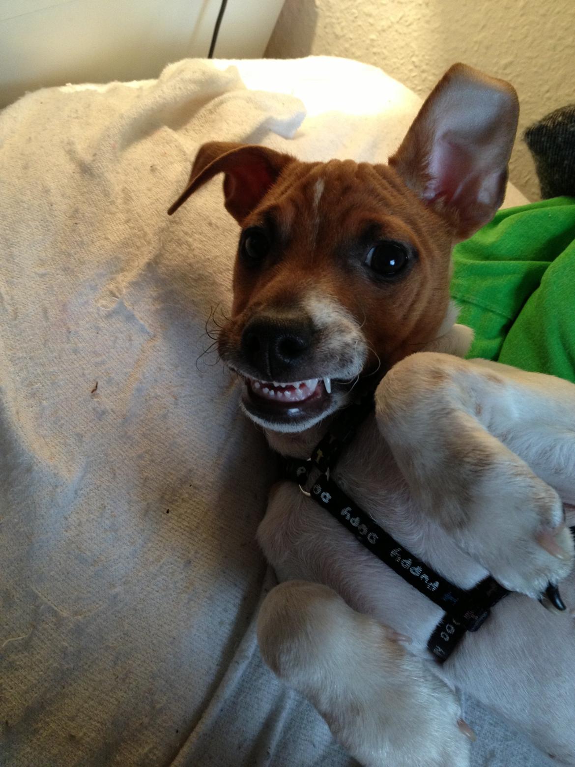 Dansk svensk gaardhund Kato <3 billede 14