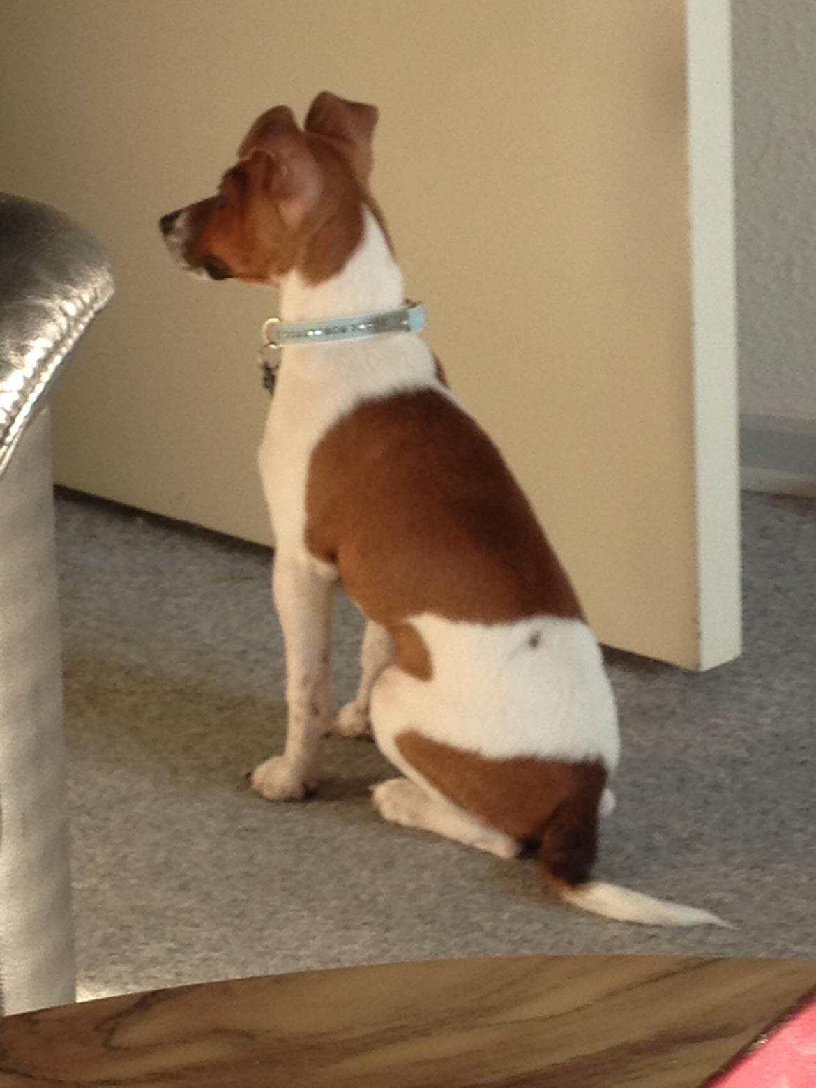 Dansk svensk gaardhund Kato <3 billede 15