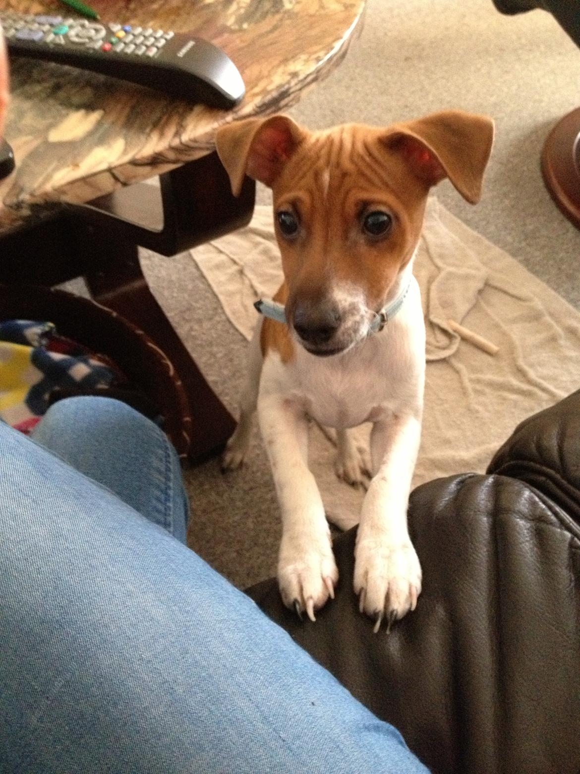 Dansk svensk gaardhund Kato <3 billede 13