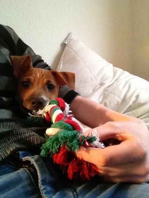 Dansk svensk gaardhund Kato <3 billede 12