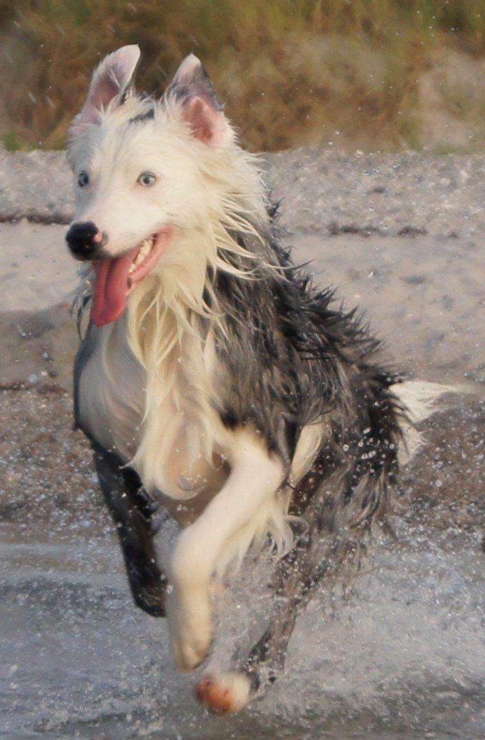 Border collie Ice - Sommer 2012 billede 9