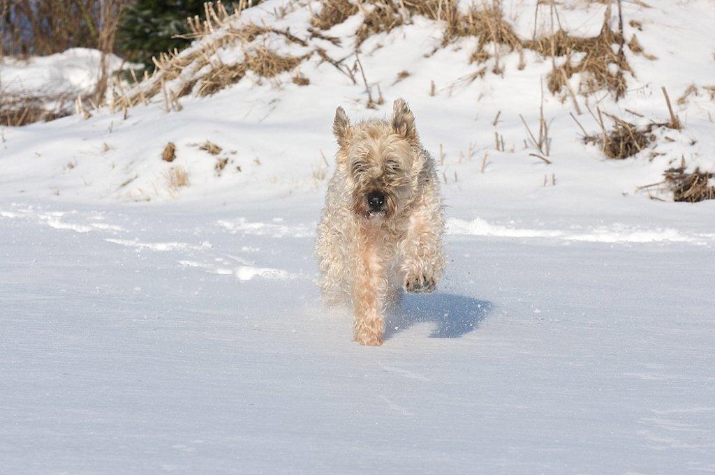 Irish softcoated wheaten terrier Nica - Nica i sneen :) billede 2
