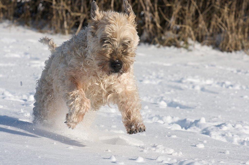 Irish softcoated wheaten terrier Nica - Sne ;)  billede 1