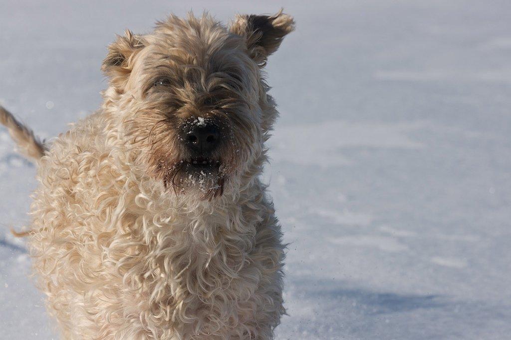 Irish softcoated wheaten terrier Nica - Krudtugle xD billede 4