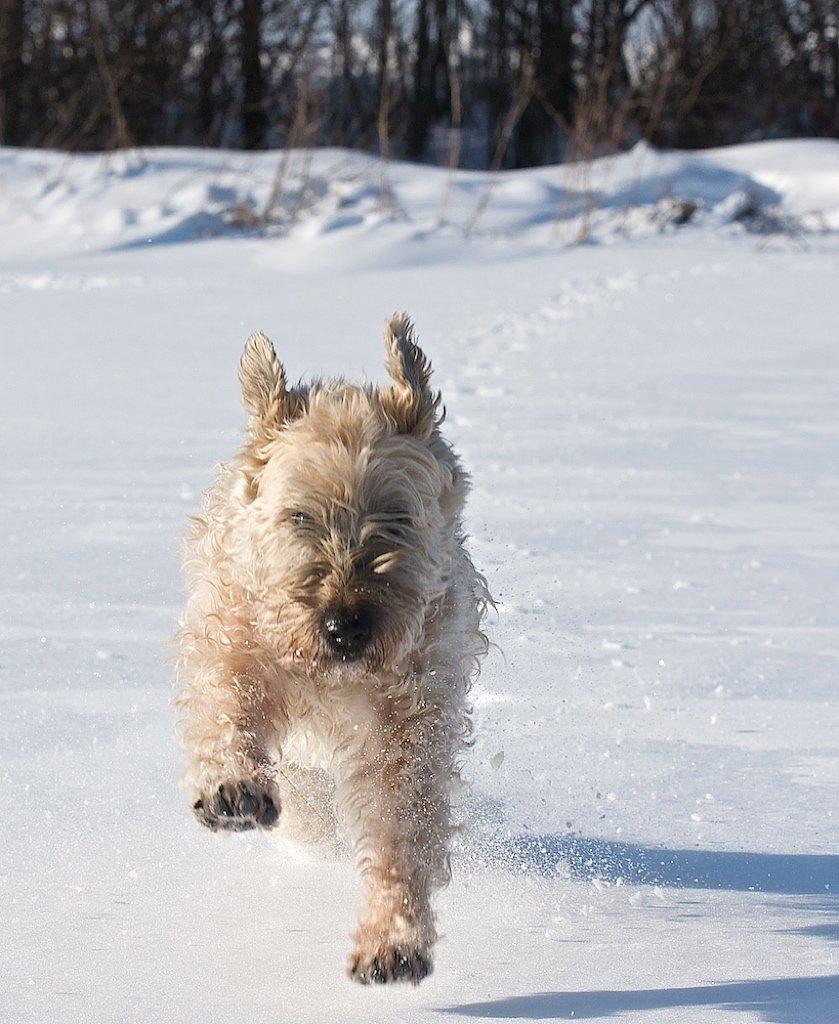 Irish softcoated wheaten terrier Nica - Nickson i sneen igen  billede 6