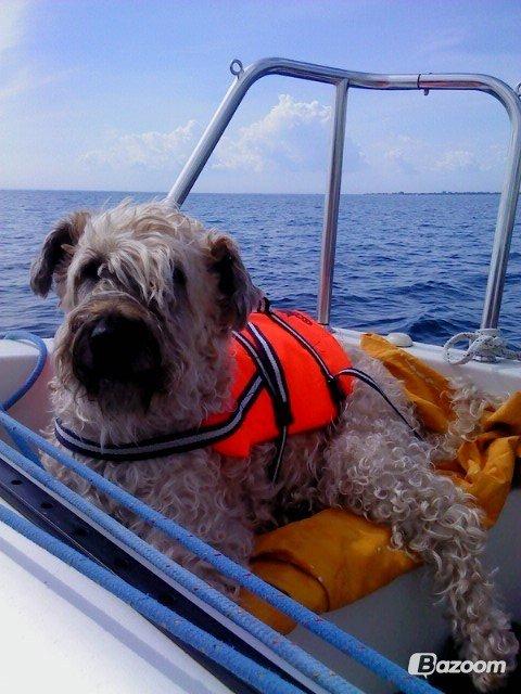 Irish softcoated wheaten terrier Nica - Med på sejltur :)
Hun er da søøøød med den redningsvest :i billede 3