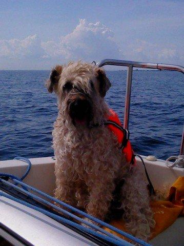 Irish softcoated wheaten terrier Nica - Sidder bare lige og chiller på båden :)  billede 7