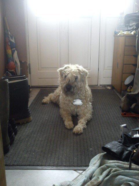 Irish softcoated wheaten terrier Nica - "må jeg godt komme ud og gå tur nu, mor?" billede 5