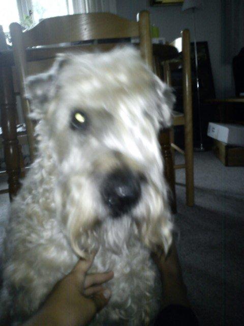 Irish softcoated wheaten terrier Nica - Lige klippet :)  billede 8