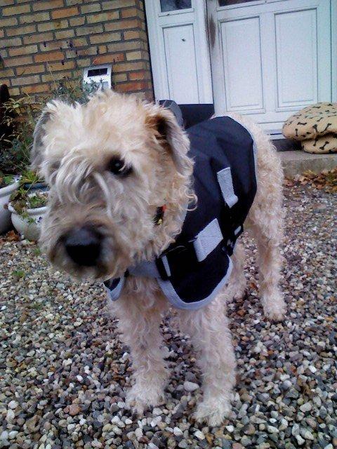 Irish softcoated wheaten terrier Nica - Der findes ikke dårligt vejr, kun dårlig påklædning :)  billede 10