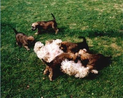 Irish softcoated wheaten terrier Nica - Nicas mor og hendes søskende :)  billede 11