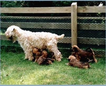 Irish softcoated wheaten terrier Nica - Nicas mor og F-kuldet :)  billede 12