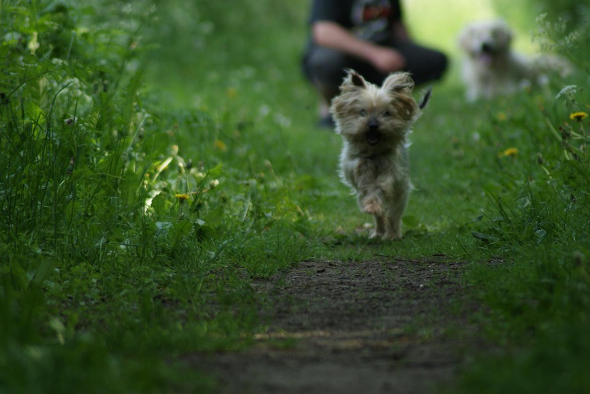 Yorkshire terrier Mulle † DØD 1.6.2011 † billede 20