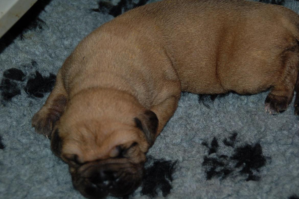 Bullmastiff Boulevard of Fame's Canja billede 1