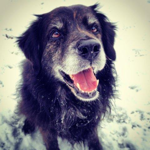 Blanding af racer Balto - Balto 27.januar 2013 - Vallensbæk 
Foto: Sarah Olsen  billede 22